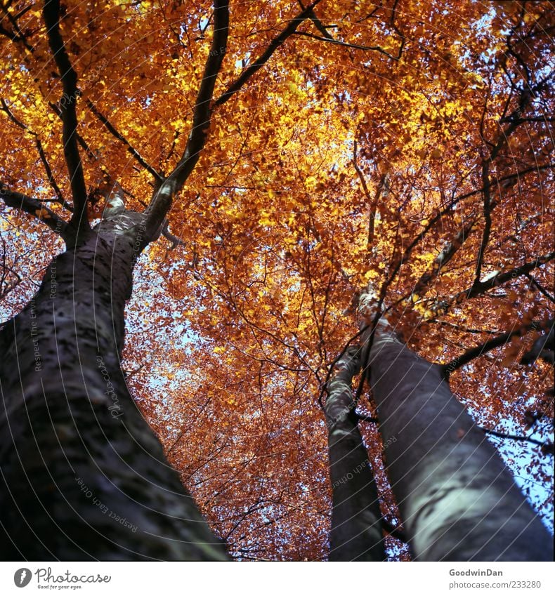 Gold. Environment Nature Autumn Weather Beautiful weather Tree Authentic Large Above Moody Colour photo Exterior shot Deserted Day Light Sunlight