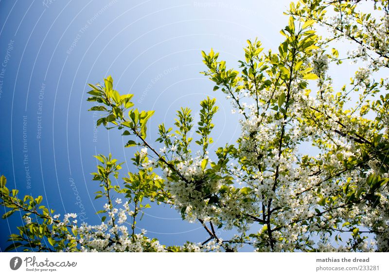 cherry blossom Environment Nature Plant Sky Cloudless sky Sunlight Spring Beautiful weather Tree Leaf Blossom Fragrance White Spring fever Treetop Leaf canopy
