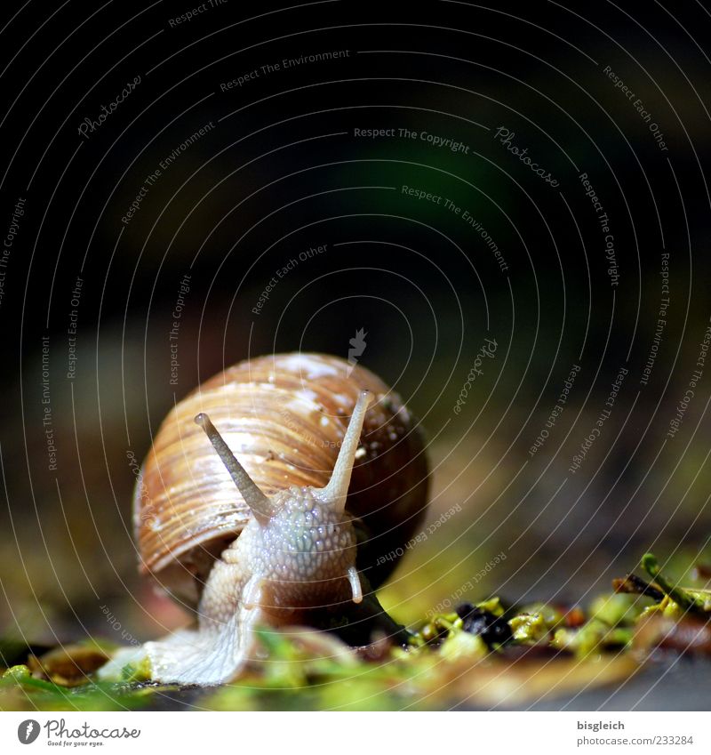 snail I Snail Snail shell 1 Animal Small Slowly Calm Slimy Feeler Colour photo Exterior shot Close-up Copy Space top Shallow depth of field Deserted Blur Brown