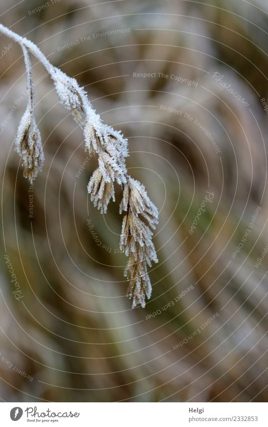 hoarfrost Environment Nature Plant Winter Ice Frost Grass Wild plant Field Freeze Hang Cold Small Natural Brown Gray White Transience Change Ice crystal