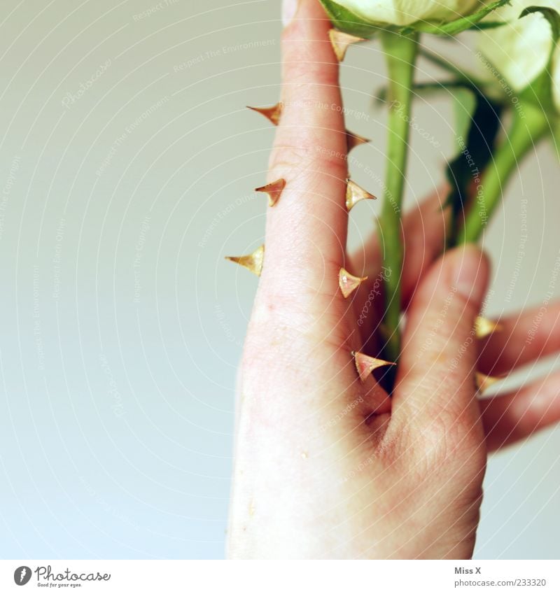 thorn finger Hand Fingers Plant Flower Rose Leaf Blossom Blossoming Point Thorny Protection Animosity Bizarre Surrealism Stalk Rose plants Colour photo Close-up