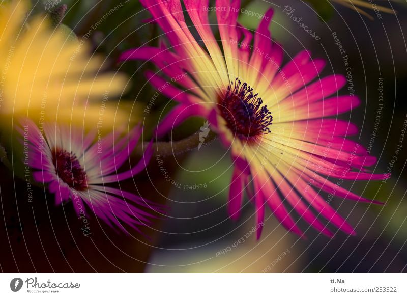 ice flowers Spring Plant Livingstone daisy Blossoming Esthetic Bright Beautiful Yellow Pink Colour photo Multicoloured Exterior shot Close-up Day Blur