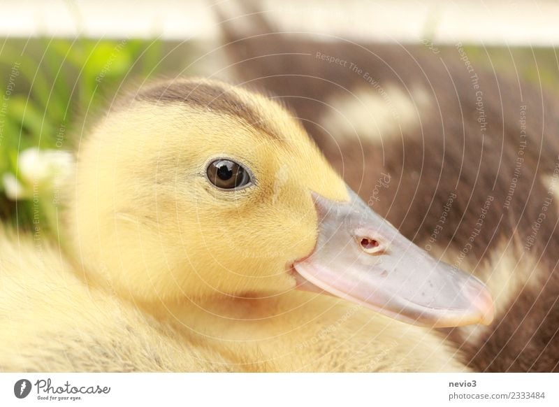Duckling with an interested eye Environment Summer Animal Pet Farm animal Wild animal Bird Animal face 1 Brown Yellow Gold Emotions Spring fever Life Duck birds