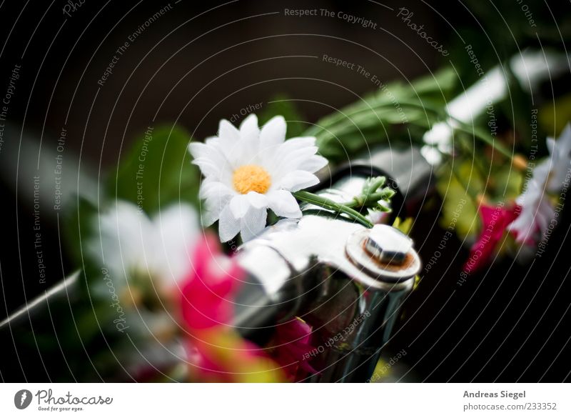 Flower wheel Decoration Bicycle Exceptional Happiness Uniqueness Original Positive Beautiful Bicycle handlebars Blossom Colour photo Multicoloured Detail Day