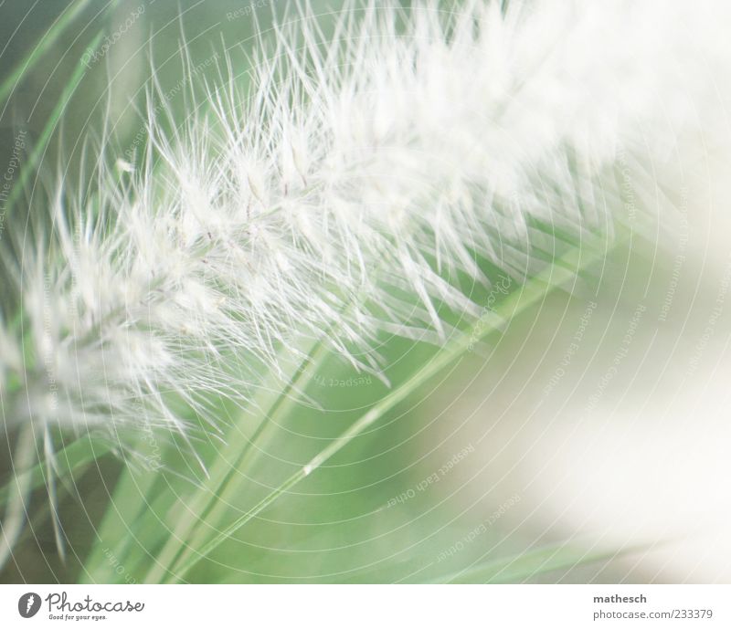 panicle Nature Plant Grass Bright Soft Green White Panicle blossom Colour photo Exterior shot Detail Macro (Extreme close-up) Deserted Copy Space bottom Light