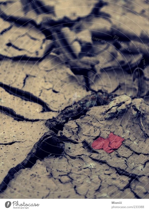 Love in the dirt Earth Heart Dirty Brown Red Colour photo Exterior shot Shallow depth of field Dry Deserted Heart-shaped Drought Ground Symbols and metaphors
