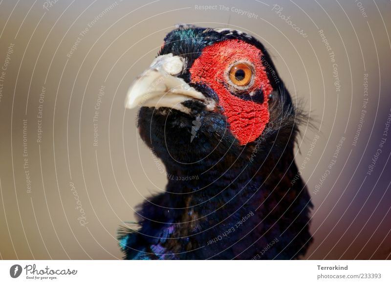 Spiekeroog. Nice. Nice. Pheasant Beak Red Animal portrait Animal face Eyes Feather Half-profile Plumed Neutral Background Copy Space left