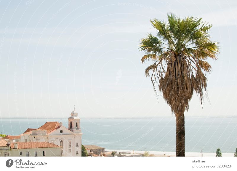 Stories of Palms and Wedels Cloudless sky Summer Beautiful weather Tree Palm tree Coast River Tejo Lisbon Portugal Capital city Port City Old town Church