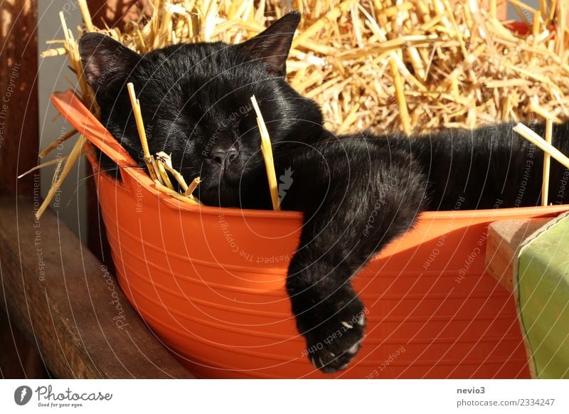 Cat lies lazily in a laundry basket filled with straw Animal Pet Farm animal Animal face Pelt Claw Paw 1 Baby animal Lie Cool (slang) Contentment Indifferent