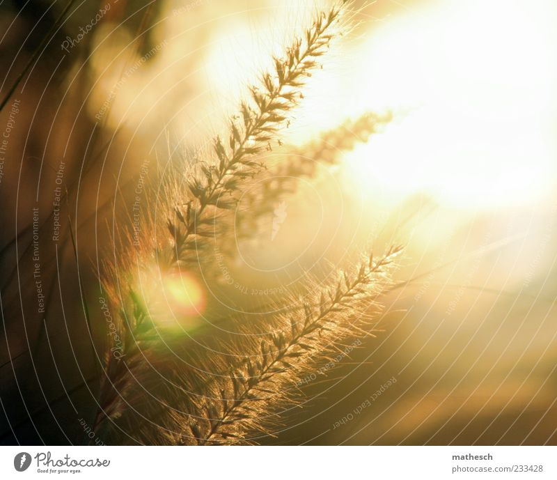 quaking grass Nature Sun Sunlight Plant Warmth Soft Gold Grass tip Colour photo Detail Macro (Extreme close-up) Deserted Evening Light Reflection