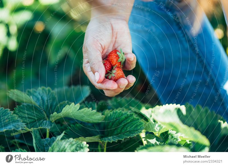 Michael Moeller, all rights reserved © 2017 Fruit Nutrition Vegetarian diet Strawberry Summer Eating Human being Hand 30 - 45 years Adults Nature Oldenburg food