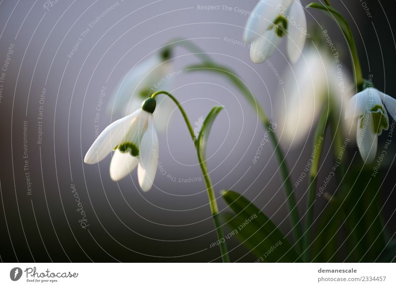 snowdrops Environment Nature Plant Animal Ice Frost Flower Leaf Blossom Wild plant Snowdrop Garden Meadow Blossoming Growth Fragrance Fresh Cold Natural Green
