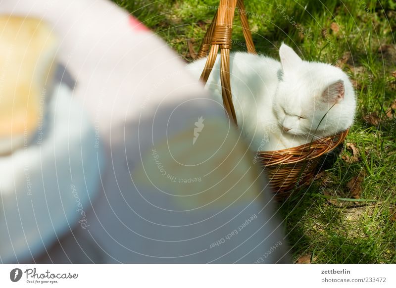 Mimi Harmonious Well-being Contentment Relaxation Calm Leisure and hobbies Living or residing Animal Pet Cat 1 Sleep Sit Cute Domestic cat Basket Colour photo