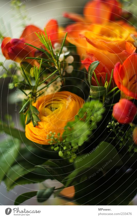 soon is mother's day... Plant Rose Leaf Blossom Multicoloured Green Bouquet Orange Flower Colour photo Interior shot Close-up Detail Blur Deserted