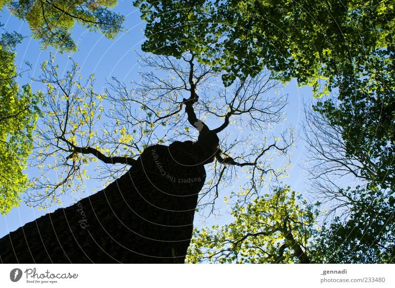 Unlike the others. Nature Plant Sky Cloudless sky Beautiful weather Blue Branch Treetop May Forest Colour photo Exterior shot Deserted Day Light Shadow Contrast