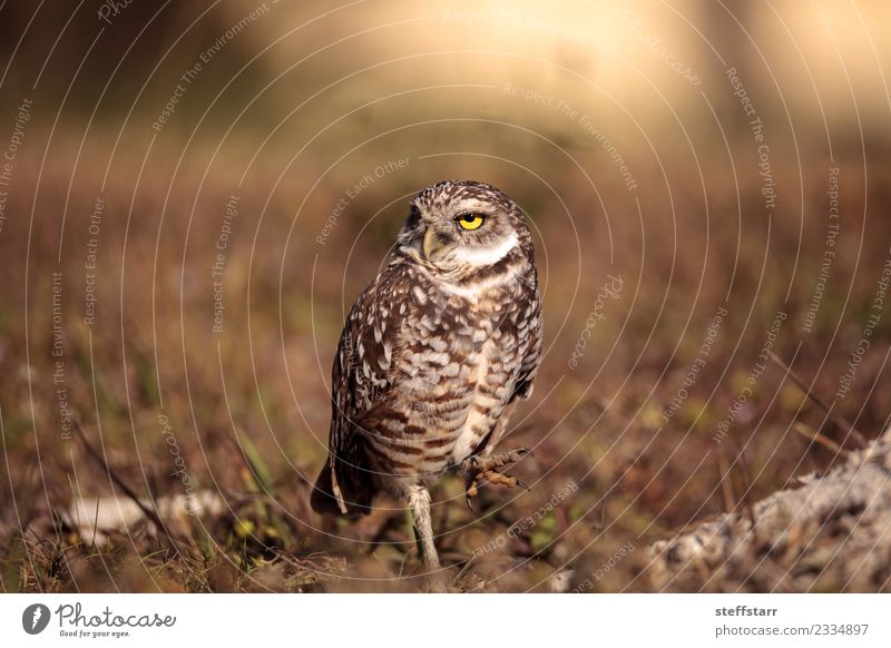 Burrowing owl Athene cunicularia Grass Meadow Animal Wild animal Bird 1 Brown Yellow Gold Owl Bird of prey raptor Marco Island Florida bright eyes yellow eyes