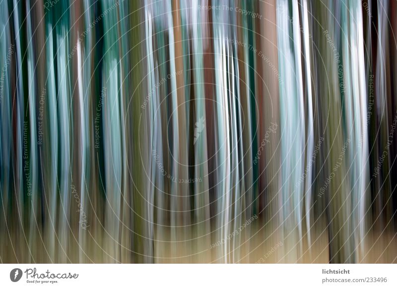 strip forest Style Design Line Stripe To fall Movement Speed Dream Play of colours Color gradient Vertical Background picture Abstract Change Colour photo