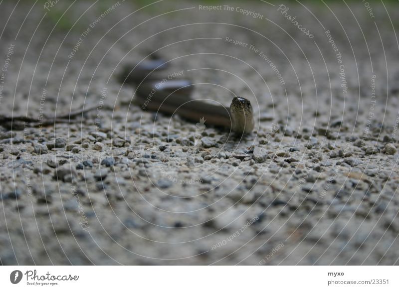 Blindworm is watching Slow worm Reptiles Gravel Snake Stone Eyes