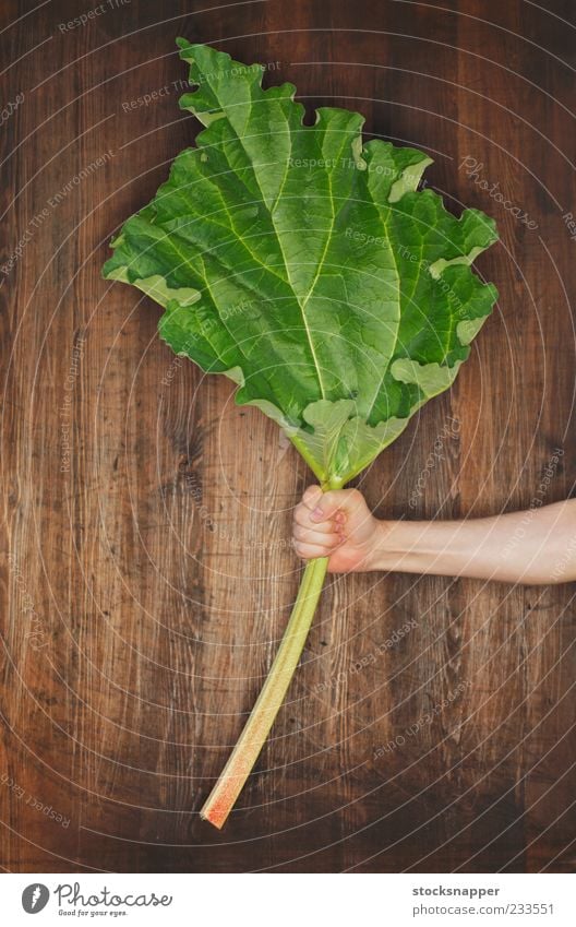 Rhubarb Food Grasp holds Nature Green Part Leaf Vegetable holding Hand Object photography