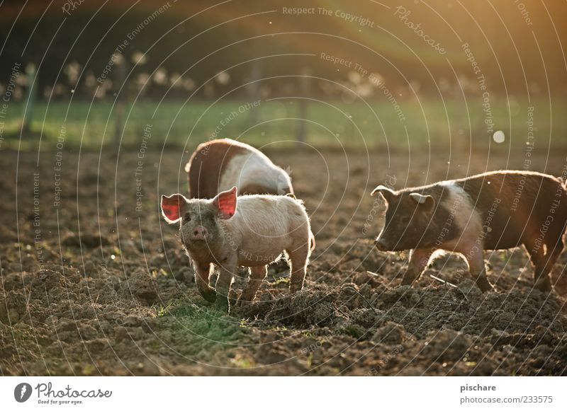 Babe II Nature Field Farm animal 3 Animal Group of animals Baby animal Observe Happy Natural Joie de vivre (Vitality) Curiosity Swine Piglet Colour photo