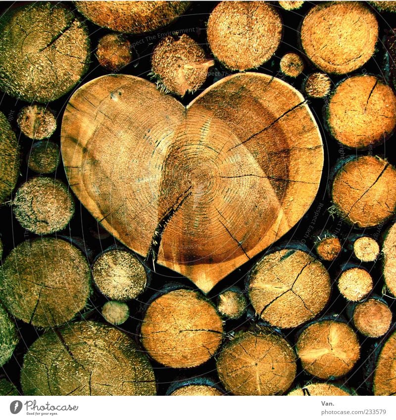 Wood is... Nature Tree Heart Beautiful Brown Yellow Emotions Happy Exterior shot Tree trunk Beige Structures and shapes Stack of wood Firewood Heart-shaped