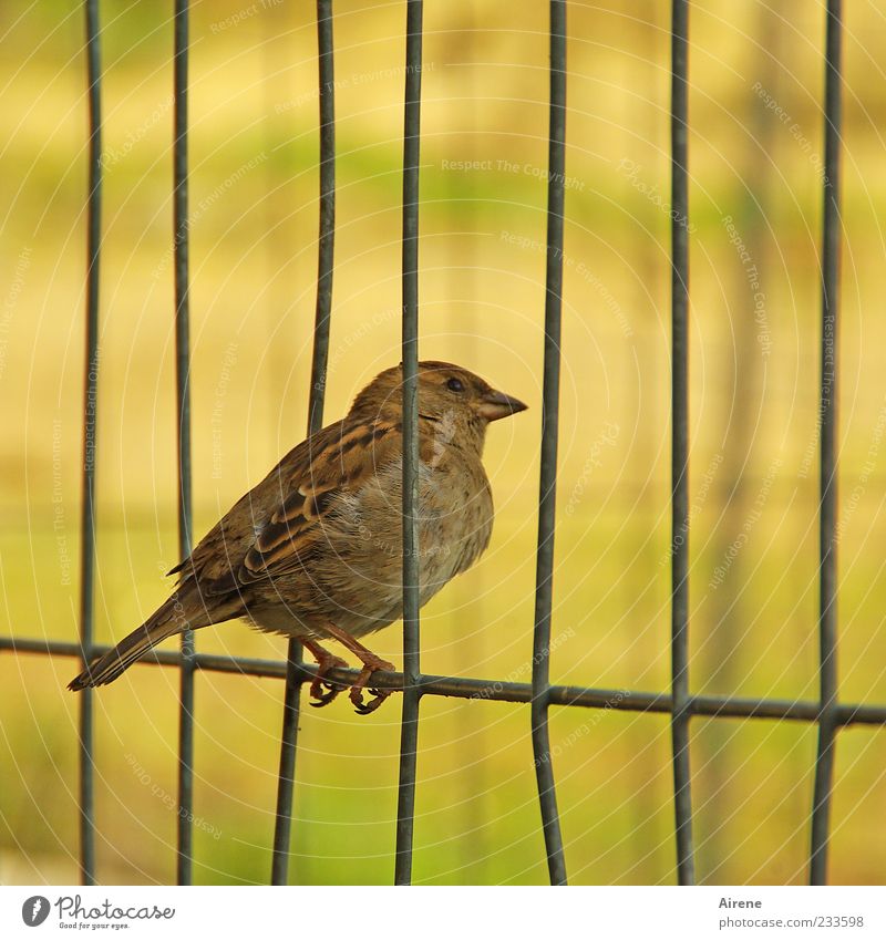 Eyes up and through! Animal Bird Sparrow 1 Metal Observe Crouch Sit Brash Small Curiosity Brown Yellow Green Black Break Grating Fence Hoarding Wire fence Hold