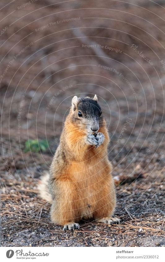 Eastern Fox squirrel Sciurus niger Eating Nature Animal Wild animal Animal face 1 Cute Brown Red bryant fox squirrel Squirrel eastern fox squirrel Florida