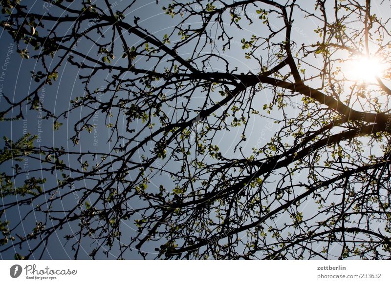 backlight Plant Sky Cloudless sky Spring Climate Climate change Beautiful weather Blossom Blossoming Growth Bud Colour photo Subdued colour Exterior shot