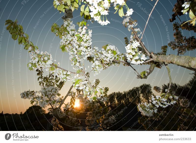 Flashed cherry blossoms Nature Plant Spring Tree Blossom Agricultural crop Blossoming Branch Cherry tree Cherry blossom Twig Colour photo Exterior shot Deserted