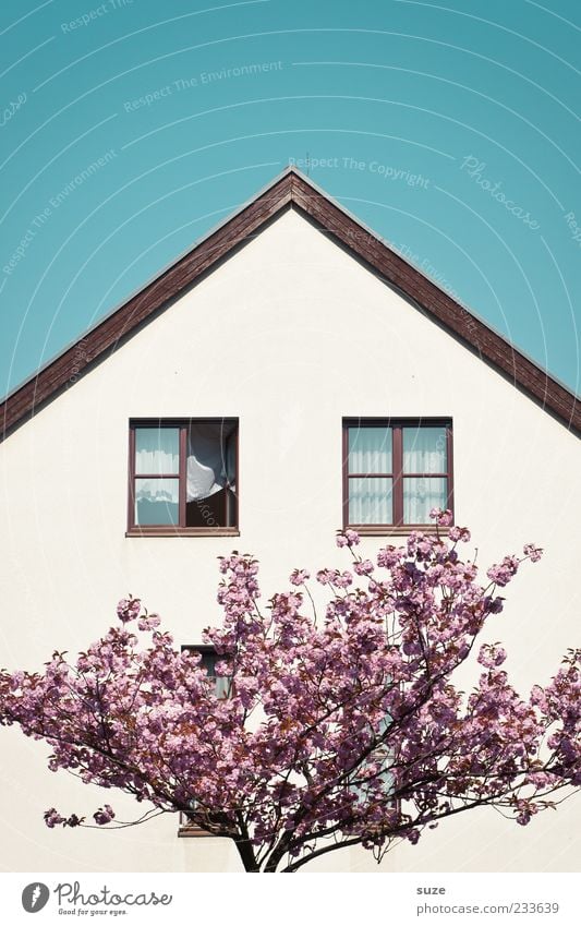 mustache Living or residing House (Residential Structure) Spring Beautiful weather Tree Blossom Facade Window Roof Blossoming Friendliness Blue Pink White