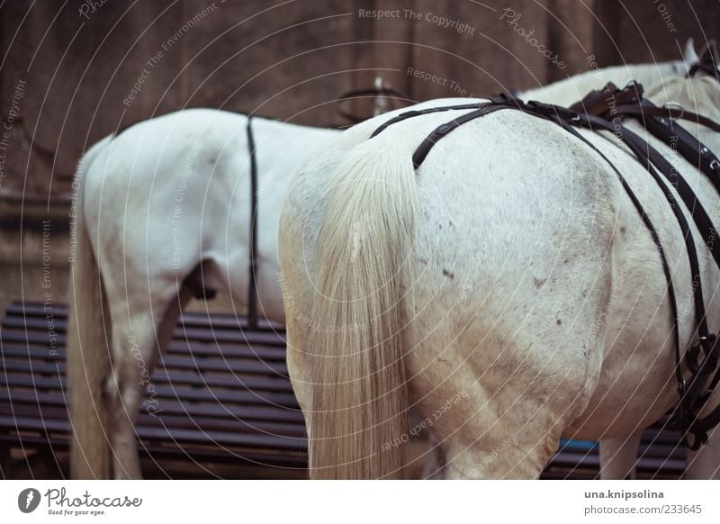 233645 Animal Farm animal Horse Pelt Tails Gray (horse) Stand White Hind quarters Bridle Colour photo Exterior shot Deserted Shallow depth of field