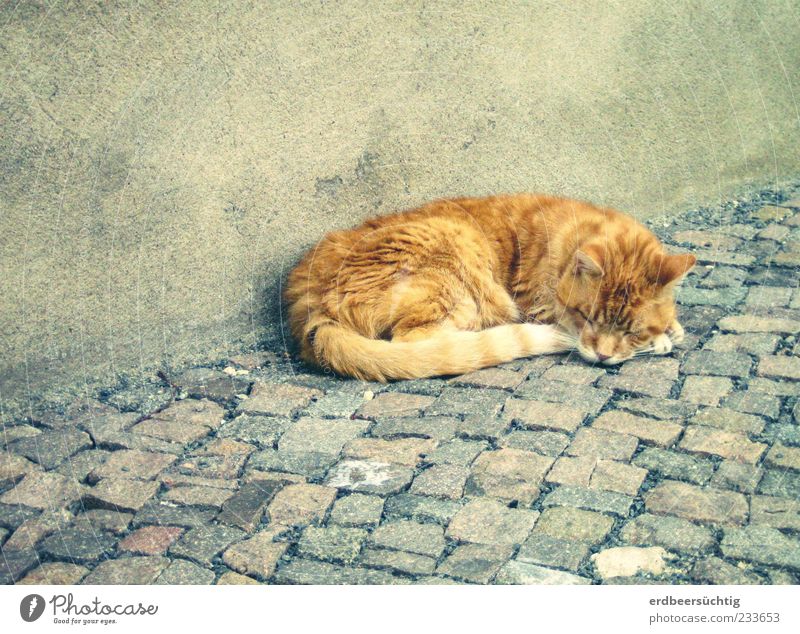 tired pussy Wall (barrier) Wall (building) Sidewalk Paving stone Animal Pet Cat 1 Sleep Authentic Cute Gray Peaceful Calm Doze Soft Pelt Plaster Exterior shot