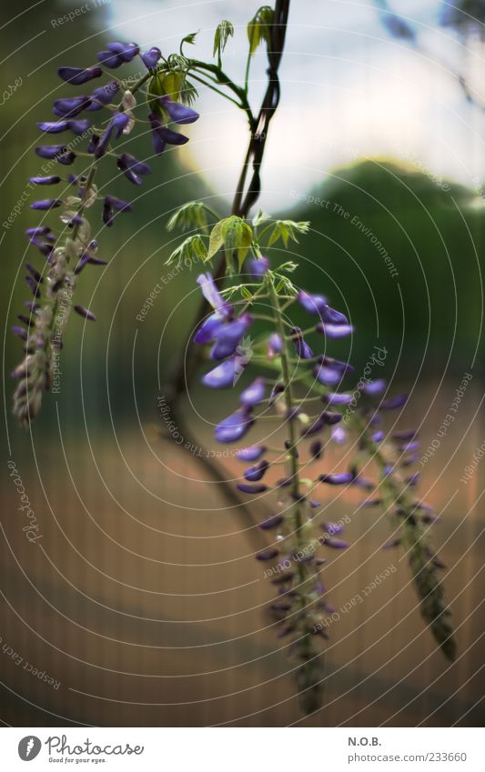 spring candles Nature Plant Esthetic Fresh Blue Growth Fence Tendril Colour photo Exterior shot Day Shallow depth of field Violet Twig Bushes Blossom Beautiful