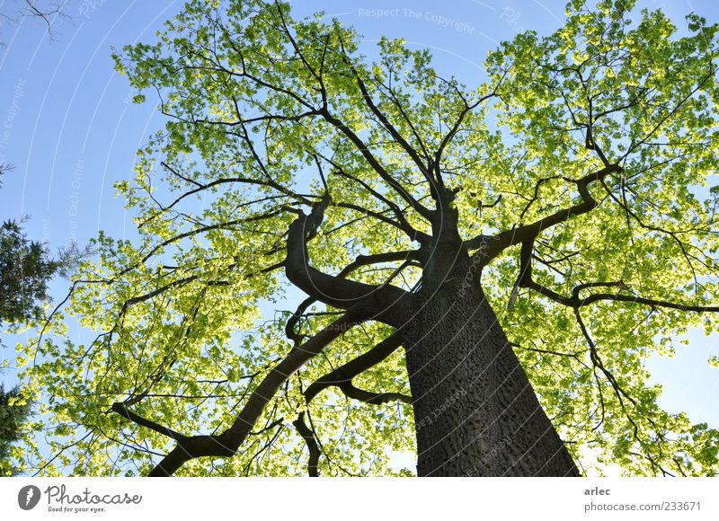 Sustainability Nature Plant Sky Cloudless sky Sunlight Spring Beautiful weather Tree Leaf Park To enjoy Listening Smiling Old Exceptional Authentic Healthy