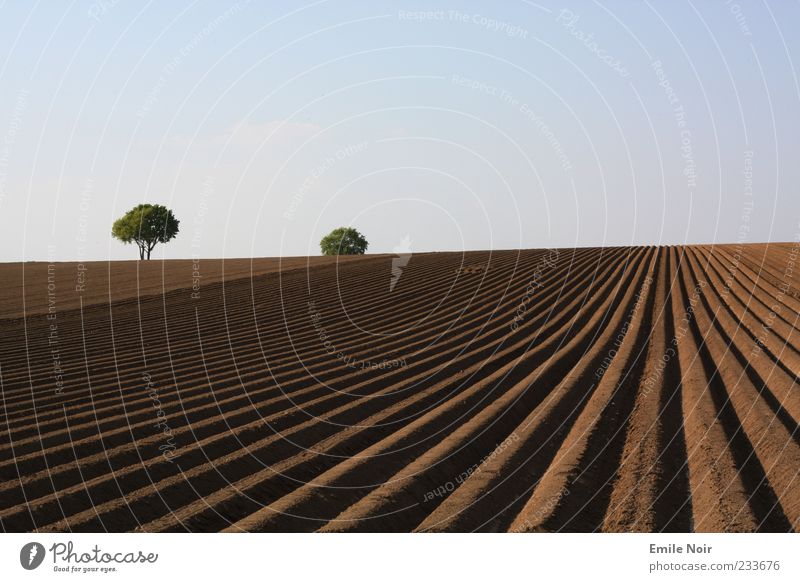 World of clear colours Landscape Earth Sky Cloudless sky Drought Tree Field Line Colour photo Exterior shot Deserted Copy Space top Evening Furrow Agriculture