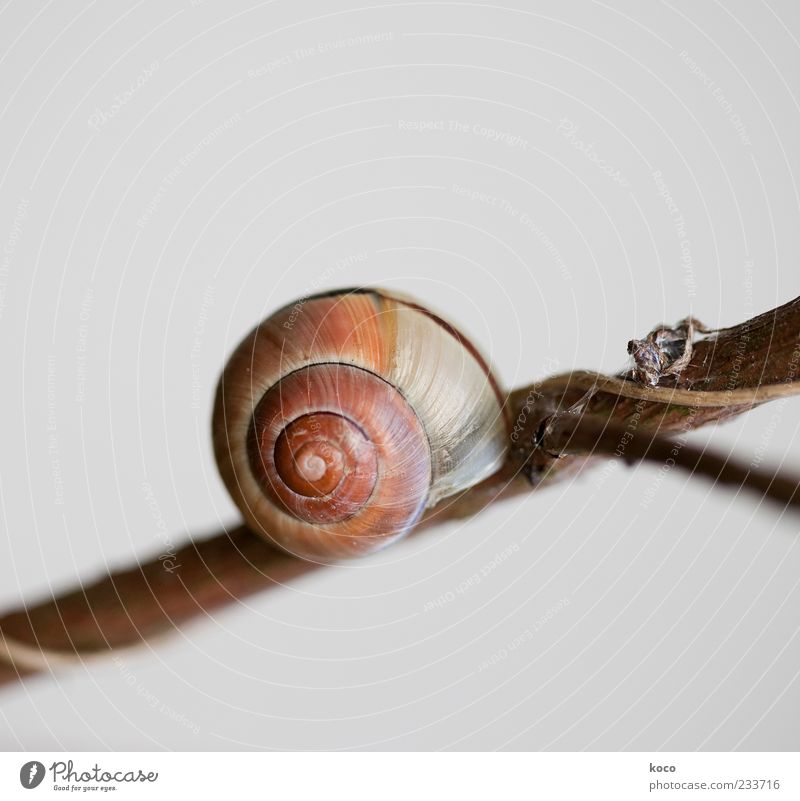 snail shell Nature Twig Animal Snail 1 Wood Sleep Wait Simple Small Round Protection Safety (feeling of) Patient Contentment Target Colour photo Subdued colour