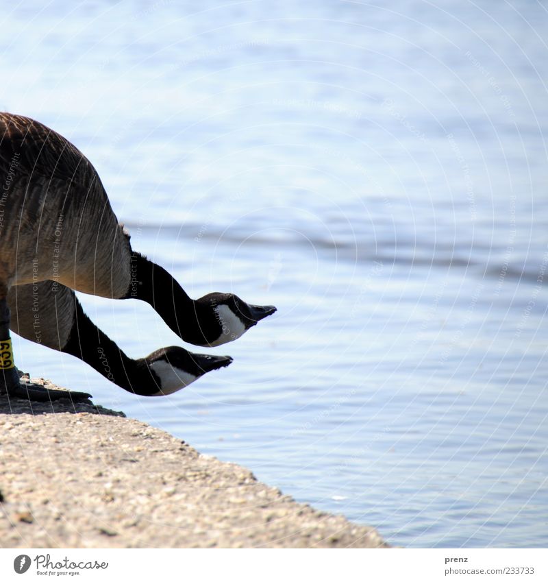 geese at the lake Environment Nature Landscape Animal Air Water Lakeside Bird 2 Concrete Crouch Wait Funny Blue Brown Goose Neck Beak Curved Far-off places