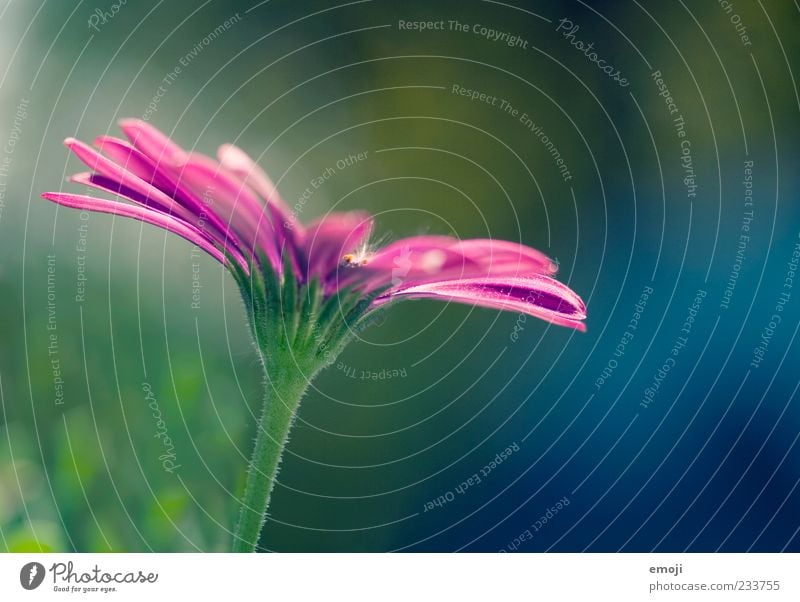 colourflash Nature Plant Flower Blossom Beautiful Green Violet Blossom leave Colour photo Multicoloured Exterior shot Close-up Detail Macro (Extreme close-up)