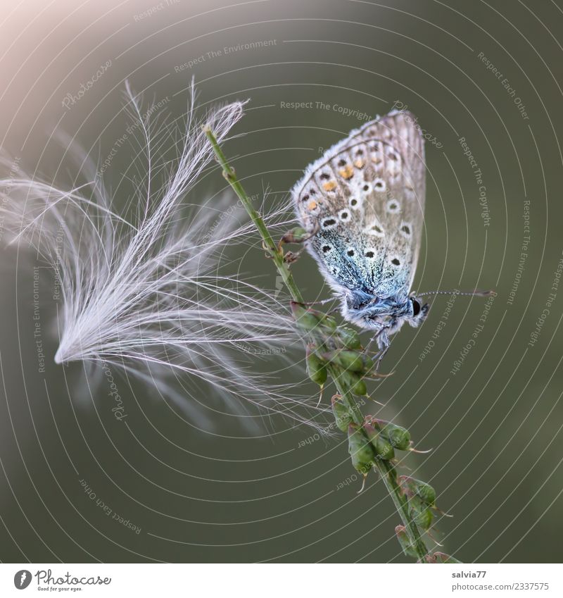 as light as a feather Nature Plant Animal Thistle blossom Seed Butterfly Polyommatinae 1 Esthetic Small Soft Blue Green White Uniqueness Idyll Break Calm Fine