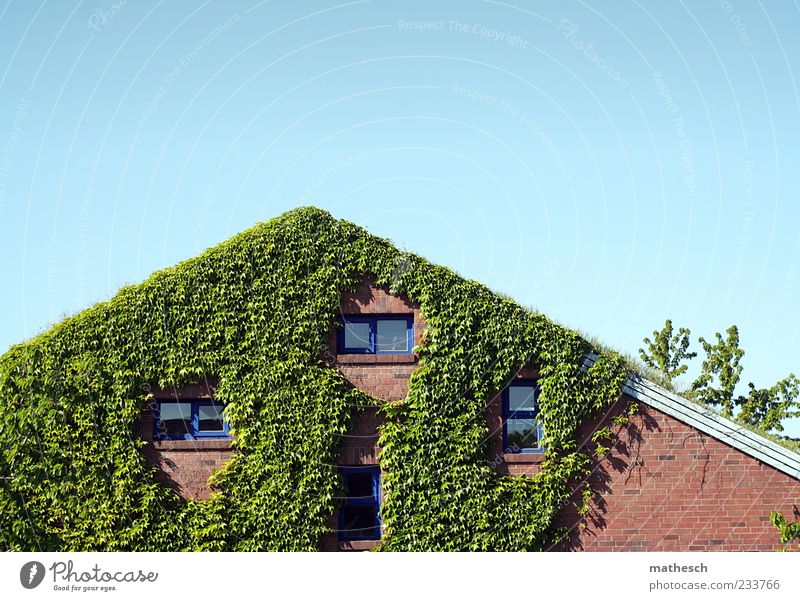 In the rushes Sky Cloudless sky Plant Ivy Deserted House (Residential Structure) Detached house Wall (barrier) Wall (building) Facade Window Roof Stone Blue