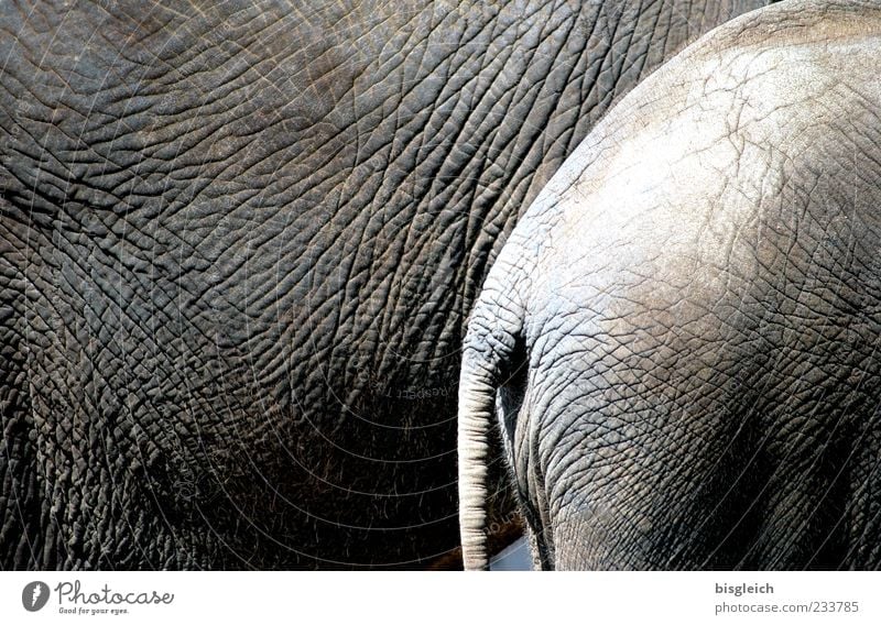 pachyderms Elephant Elephant skin 2 Animal Stand Round Gray elephant tail Tails Wrinkle Wrinkles Hide Colour photo Subdued colour Exterior shot Deserted