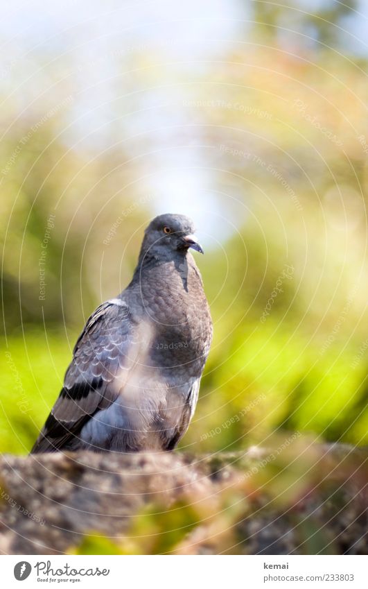 city pirate Environment Nature Animal Sunlight Plant Wild animal Pigeon Animal face Head 1 Wall (barrier) Looking Sit Gray Green Calm Colour photo Exterior shot