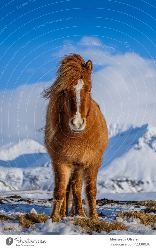 Iceland pony Horse Pony Iceland Pony 1 Animal Brown White Animal portrait Colour photo Exterior shot Day