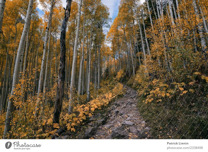 aspen forest Vacation & Travel Environment Nature Landscape Elements Autumn Climate change Weather Beautiful weather Plant Tree Forest Hiking Moody Contentment