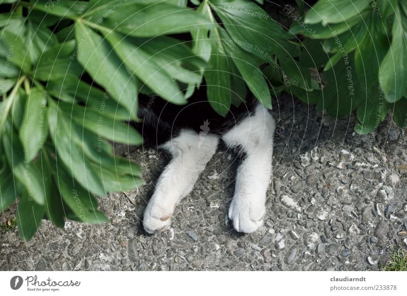 In camouflage dress Nature Plant Animal Leaf Peony Pet Cat Paw 1 Relaxation Lie Indifferent Hide Camouflage Paving tiles Legs Funny Comical Colour photo