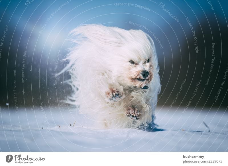 Havanese rages in the snow Winter Animal Pelt Long-haired Pet Dog Romp Speed White youthful Maltese Snow sunshine Mammal Action Colour photo Exterior shot