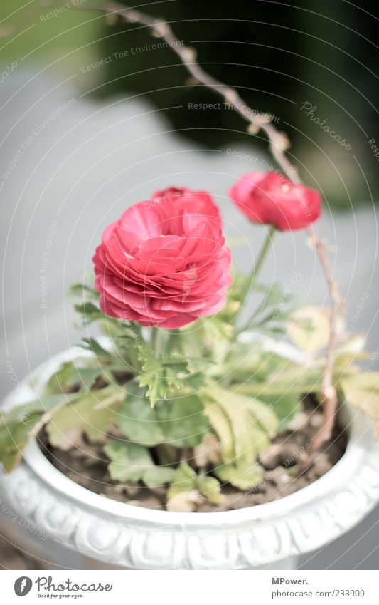 two flowers... Plant Flower Leaf Blossom Foliage plant Fragrance Green Red Pot plant Branch Pink 2 Blossoming Colour photo Exterior shot Close-up Deserted Day