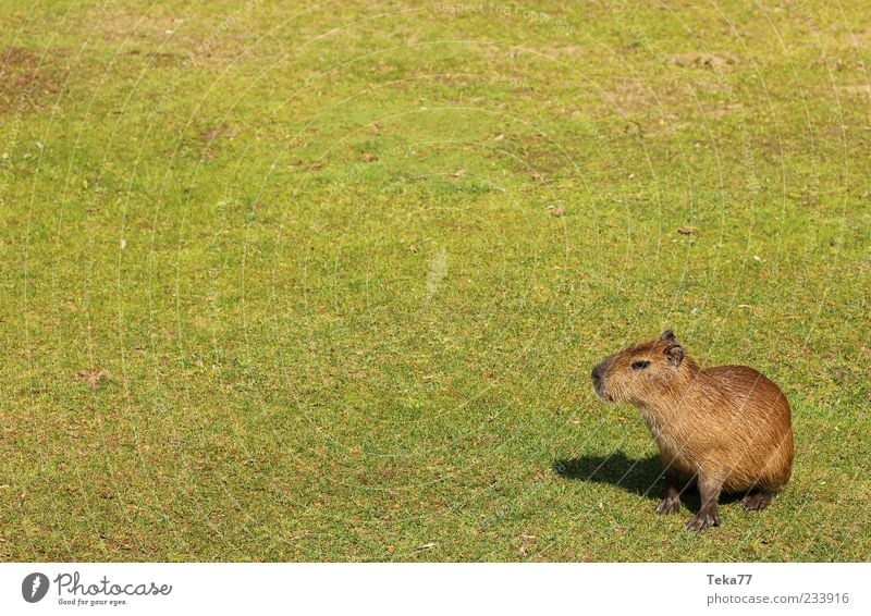 On a wide corridor - capybaras at home Summer Grass Wild animal Pelt Paw Baby animal Looking Exceptional Natural Curiosity Cute Brown Green Serene Calm