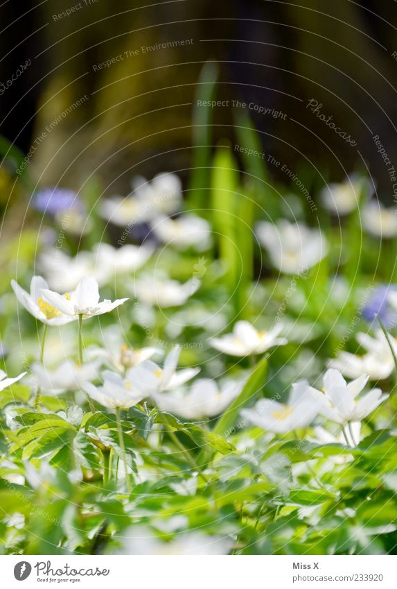 BuWiRös Nature Spring Plant Flower Leaf Blossom Meadow Blossoming Fragrance Growth White Wood anemone Spring flower Colour photo Multicoloured Exterior shot