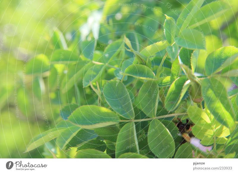 sea of leaves Nature Spring Summer Beautiful weather Plant Leaf Wild plant Natural Yellow Green Colour photo Exterior shot Close-up Detail Deserted